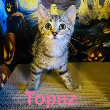 Rescue Domestic Short Hair Cats for Adoption in Richmond, Indiana - Topaz | PetCurious