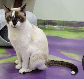 Ragdoll Cats Available for Adoption - Toffee | PetCurious