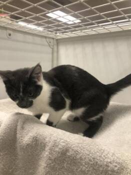 Domestic Short Hair Cats Available for Adoption in Hillsboro, Oregon - Mo | PetCurious