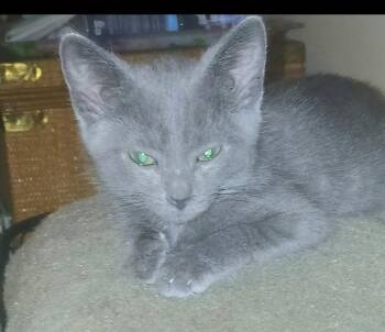 Lester -  Domestic Short Hair Cat for Adoption in Chicago, Illinois - Lester | PetCurious