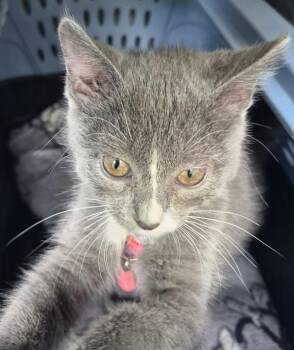 Pen Nf-29 -  Domestic Short Hair Cat for Adoption in Lawrenceville, Georgia - Pen Nf-29 | PetCurious