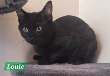 Domestic Short Hair Cats Available for Adoption in West Valley City, Utah - LOUIE | PetCurious
