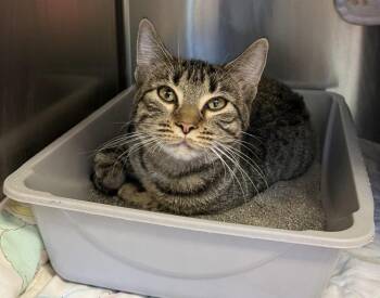 Rosemary -  Domestic Short Hair Cat for Adoption in Fremont, Nebraska - Rosemary | PetCurious