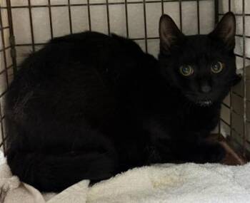 Domestic Short Hair Cats Available for Adoption - Bepo | PetCurious