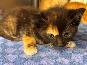 Domestic Short Hair Cats Available for Adoption in Houston, Texas - TAMMY | PetCurious