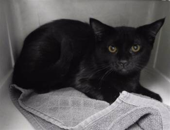 Rescue Domestic Short Hair Cats for Adoption in Omaha, Nebraska - PEANUT | PetCurious