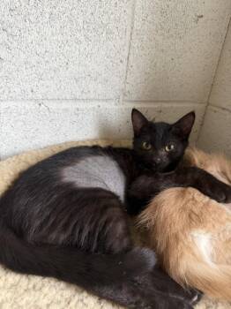 Elvira -  Domestic Short Hair Cat for Adoption in Ontario, California - Elvira | PetCurious