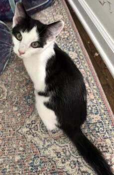 Rescue Domestic Short Hair Cats for Adoption in Morganton, North Carolina - Smoug | PetCurious