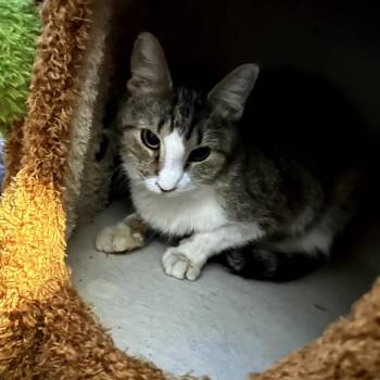 Marty -  Domestic Short Hair Cat for Adoption in Midland, Texas - Marty | PetCurious