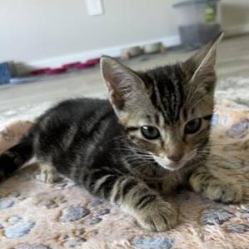 Rozy -  Domestic Short Hair Cat for Adoption in Liverpool, Texas - Rozy | PetCurious