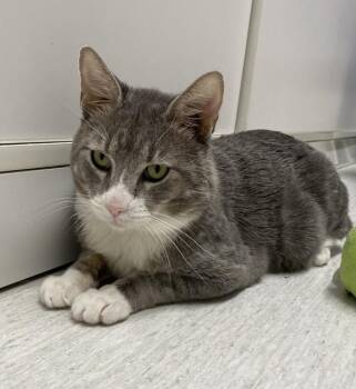 Rick (bonded To Morty) -  Domestic Short Hair Cat for Adoption in West Vancouver, British Columbia - Rick (bonded To Morty) | PetCurious