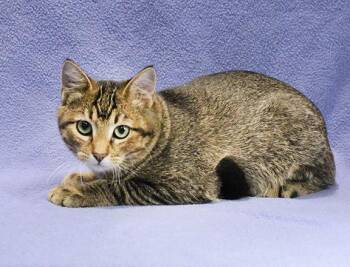 Hearttrob -  Domestic Short Hair Cat for Adoption in Overland Park, Kansas - Hearttrob | PetCurious