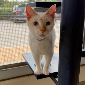 Asiago -  Domestic Short Hair Cat for Adoption in Fairport, New York - Asiago | PetCurious