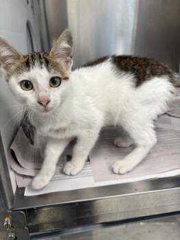 Alanna - ADOPTED -  Domestic Short Hair Cat for Adoption in Atlanta, Georgia - Alanna - ADOPTED | PetCurious