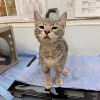 Hollis & Indiana *ringworm* -  Domestic Short Hair Cat for Adoption in Philadelphia, Pennsylvania - Hollis & Indiana *ringworm* | PetCurious
