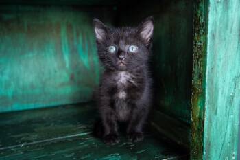 Bubbles -  Domestic Short Hair Cat for Adoption in San Antonio, Texas - Bubbles | PetCurious