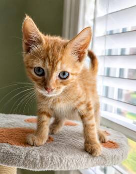 Piston -  Domestic Short Hair Cat for Adoption in Oswego, South Carolina - Piston | PetCurious
