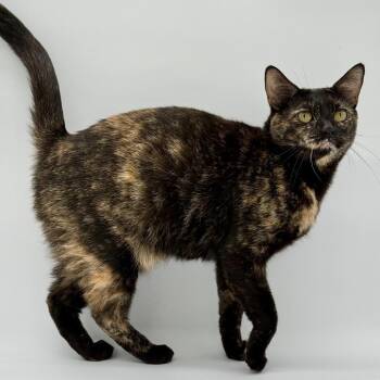 Piper -  Domestic Short Hair Cat for Adoption in Los Angeles, California - Piper | PetCurious