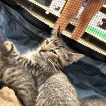 Rescue Domestic Short Hair Cats for Adoption in Sioux Falls, South Dakota - Storm Drain | PetCurious