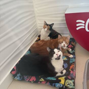 Rescue Domestic Short Hair Cats for Adoption in Warwick, Rhode Island - Chai | PetCurious