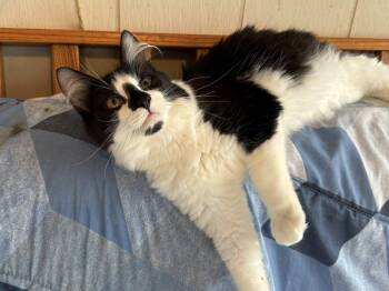 Rescue Tuxedo Cats for Adoption in Ottawa, Ontario - Merlot | PetCurious