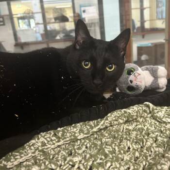 Kodak -  Domestic Short Hair Cat for Adoption in West Palm Beach, Florida - Kodak | PetCurious