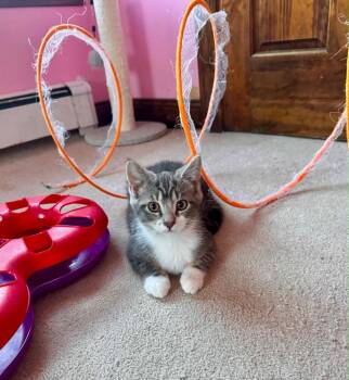 Crumble -  Domestic Short Hair Cat for Adoption in Gorham, Maine - Crumble | PetCurious