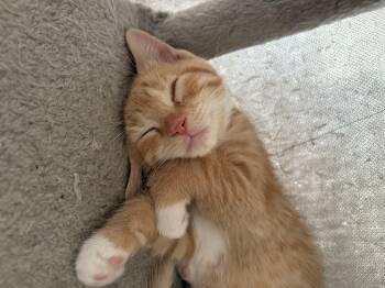 Peanut -  Domestic Short Hair Cat for Adoption in Barrière, British Columbia - Peanut | PetCurious