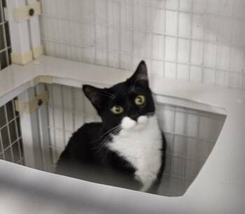 Domestic Short Hair Cats Available for Adoption - Taran (Tiger) & Arbor (B&W) BONDED PAIR | PetCurious