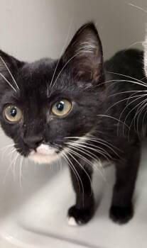 Charm -  Domestic Medium Hair and Domestic Short Hair Cat for Adoption in Morristown, New Jersey - Charm | PetCurious