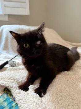 Page -  Domestic Long Hair Cat for Adoption in Knoxville, Tennessee - Page | PetCurious