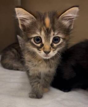LILY -  Domestic Medium Hair Cat for Adoption in Fort Myers, Florida - LILY | PetCurious