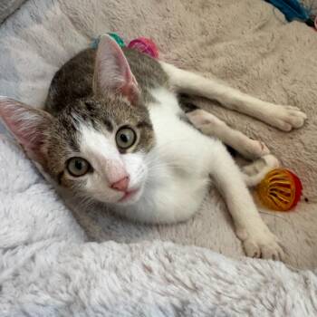Phil -  Domestic Short Hair Cat for Adoption in Houston, Texas - Phil | PetCurious