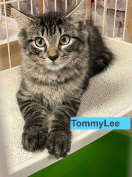 Rescue Domestic Long Hair Cats for Adoption in Westfield, New York - Tommy Lee | PetCurious