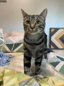 Rescue Domestic Short Hair Cats for Adoption in Grand Forks, North Dakota - DUMPLING | PetCurious