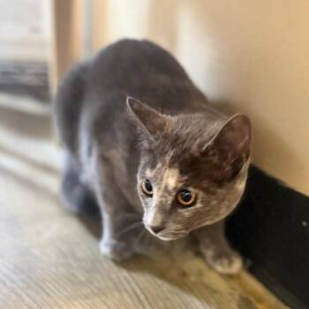 Domestic Short Hair Cats Available for Adoption in Corinth, Mississippi - Greystone | PetCurious