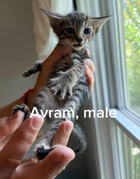 Avram -  Tabby and American Shorthair Cat for Adoption in Shrewsbury, Massachusetts - Avram | PetCurious