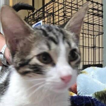 Patches -  Domestic Long Hair Cat for Adoption in Marshall, Texas - Patches | PetCurious