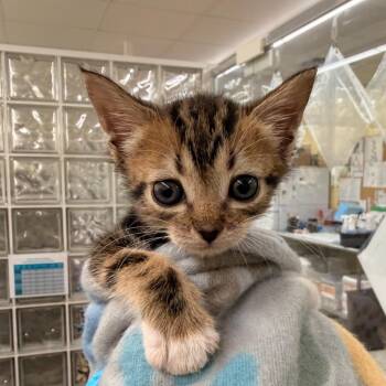 Trinket -  Domestic Short Hair Cat for Adoption in West Palm Beach, Florida - Trinket | PetCurious