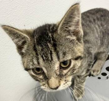 Barnaby -  Domestic Short Hair Cat for Adoption in Bryan, Ohio - Barnaby | PetCurious