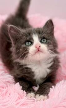 Moon Song -  Ragdoll Cat for Adoption in Covington, Louisiana - Moon Song | PetCurious