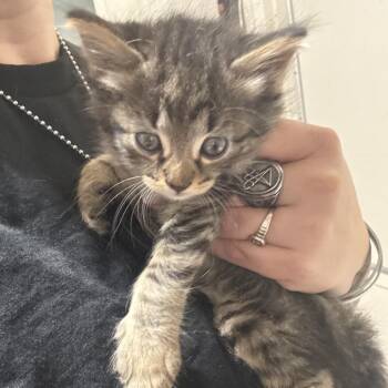 Lou -  Domestic Short Hair Cat for Adoption in Milton, Florida - Lou | PetCurious