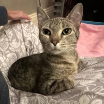 Domestic Short Hair Cats Available for Adoption in Morrison, Colorado - Jane Meding | PetCurious