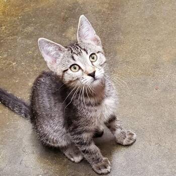 Isaac -  Domestic Short Hair Cat for Adoption in Hemet, California - Isaac | PetCurious
