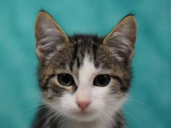 Beetle -  Domestic Short Hair Cat for Adoption in Portland, Oregon - Beetle | PetCurious