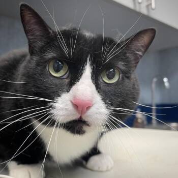 Domestic Short Hair Cats Available for Adoption in Lenexa, Kansas - Isbel | PetCurious