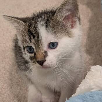 26-209 Enoki -  Domestic Short Hair Cat for Adoption in North Branford, Connecticut - 26-209 Enoki | PetCurious