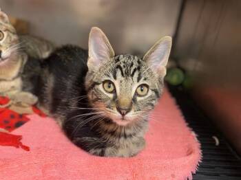 Rescue Domestic Short Hair Cats for Adoption in Fort Wayne, Indiana - TWIZZLER | PetCurious