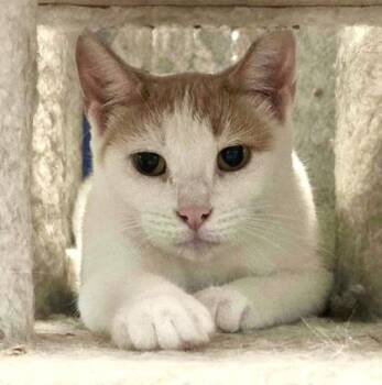 Amber -  Domestic Short Hair Cat for Adoption in Vaughan, Ontario - Amber | PetCurious