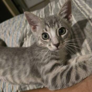 Izzy Stevens -  Domestic Short Hair Cat for Adoption in Myrtle Beach, South Carolina - Izzy Stevens | PetCurious